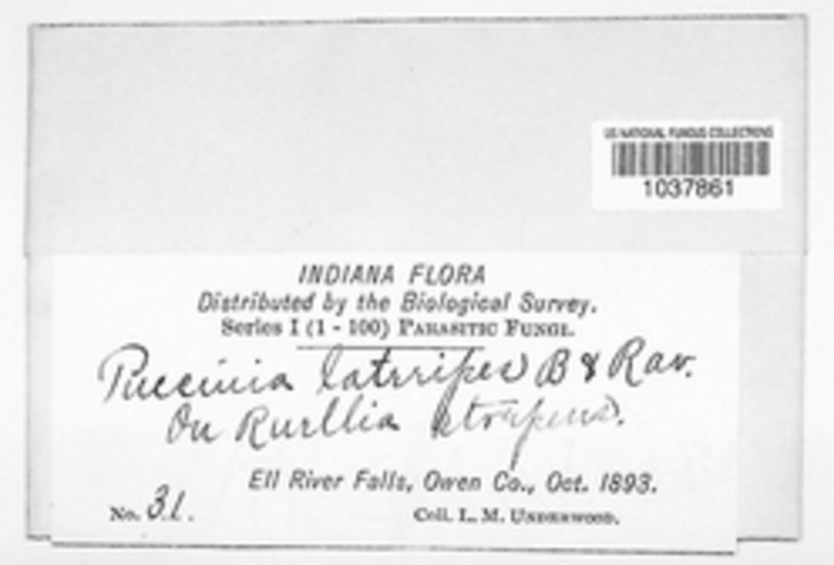 Puccinia lateripes image